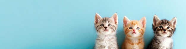 Photo trio de chatons adorables amis félins sur un fond bleu pastel