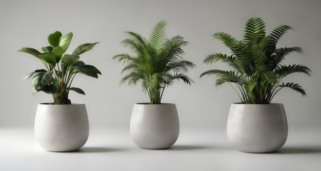 Un trio de verdure tranquille à l'intérieur