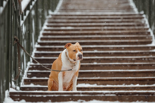 Un triste American Staffordshire Terrier attend un chien en laisse propriétaire est assis sur les escaliers dans le parc en hiver