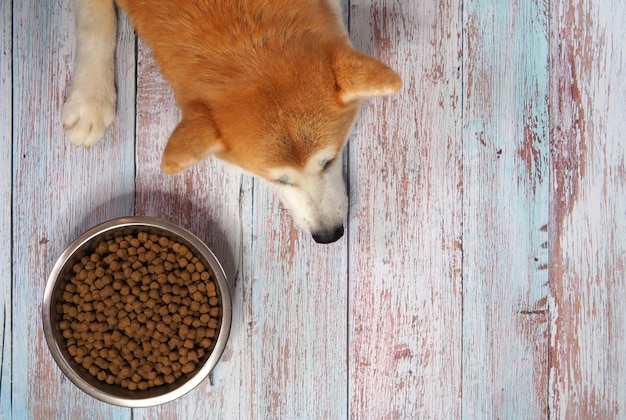 Triste chien Akita Inu s'ennuie de la nourriture