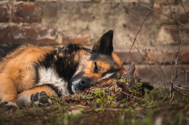 Triste chien sans abri allongé sur le sol animaux affamés et solitaires dans la rue photo