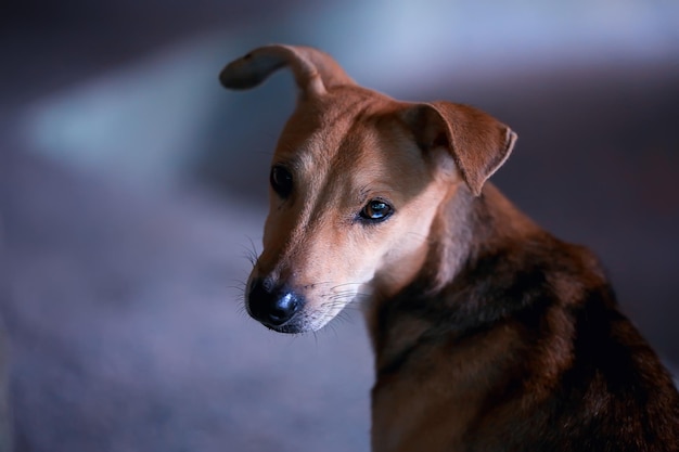 triste chiot mutts / petit chien portrait, regardant la caméra