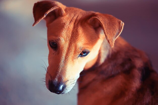 Triste chiot mutts / portrait de petit chien, regardant la caméra