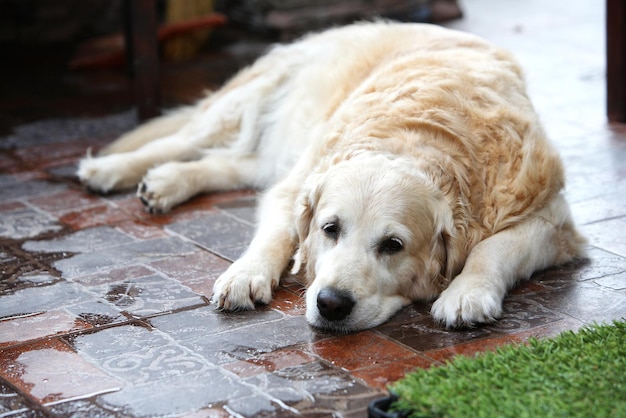 Triste gros chien