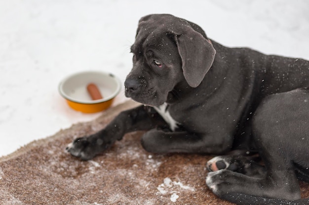 Triste Labrador noir couché dans la neige