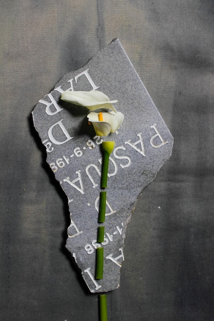 Triste photo d'une fleur de calla coupée en morceaux sur un morceau de pierre tombale