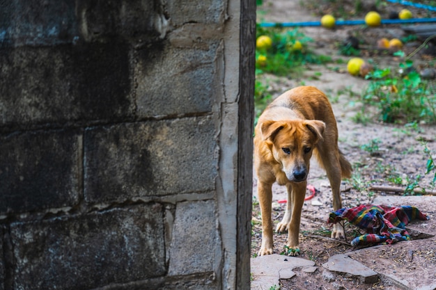 Tristesse du chien dehors la maison