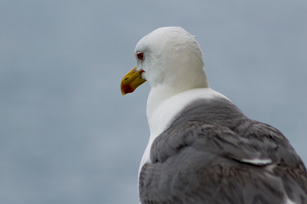 Tristesse de la mouette