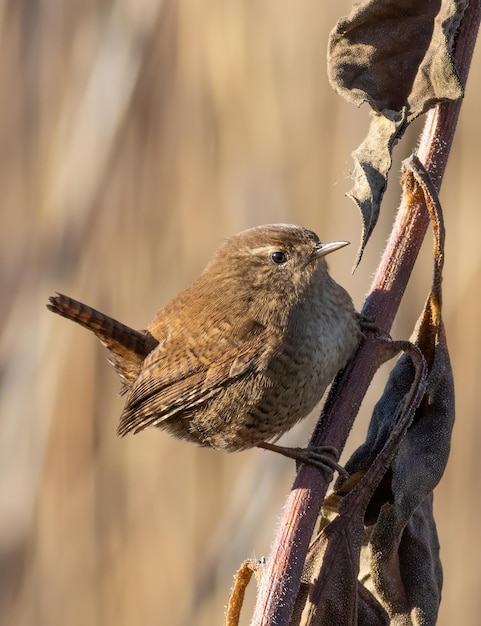 Troglodyte mignon Troglodytes troglodytes Un oiseau est assis sur la tige d'une plante au bord de la rivière