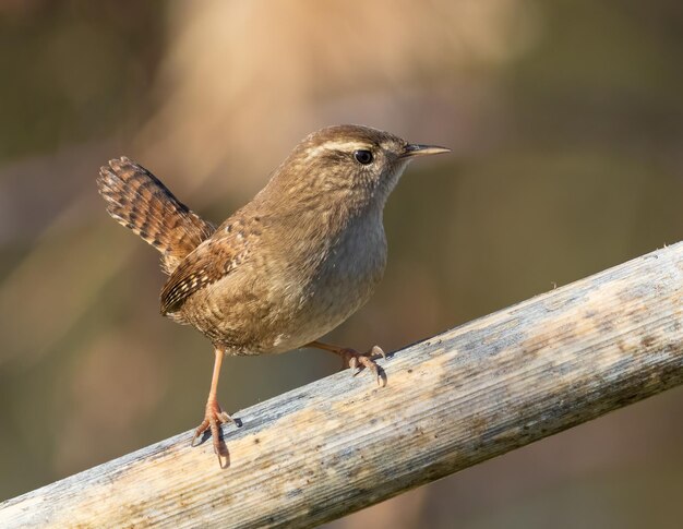 Troglodyte mignon Troglodytes troglodytes un petit oiseau est assis sur la tige épaisse d'une plante