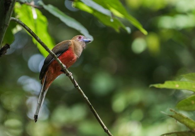 Trogon femelle de Diard assis sur une petite branche dans la forêt de rair à Sepilok, Bornéo, Sabah, Malaisie