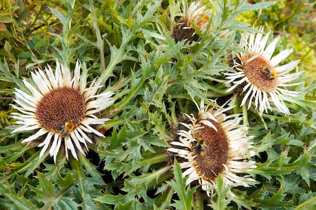 Trois abeilles sur les mauvaises herbes en fleurs.