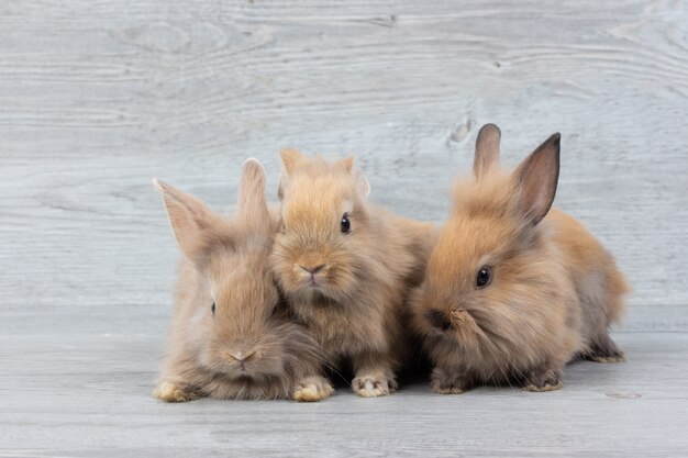 Trois adorables bébés lapins bruns