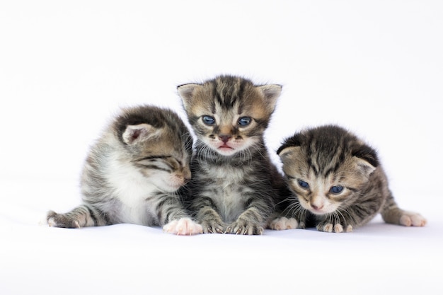 Trois adorables chatons nouveau-nés sur une surface blanche