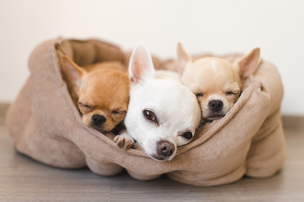 Trois Adorables Chiots Chihuahua Se Trouvant Dans Une Petite Niche Sur Le Sol.
