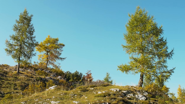 Trois arbres alpins sur ciel bleu. Paysage d'automne. 4K