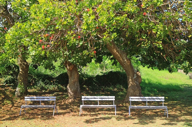 Trois bancs en bois blanc sous l&#39;arbre en fleurs au soleil de l&#39;île de Pâques, Chili