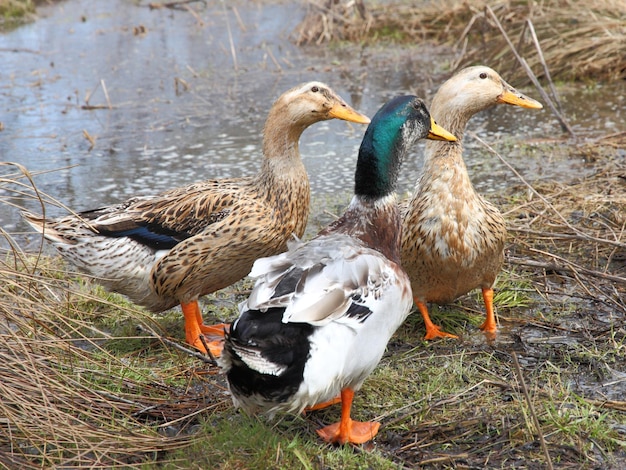 Trois beaux canards sur le lac