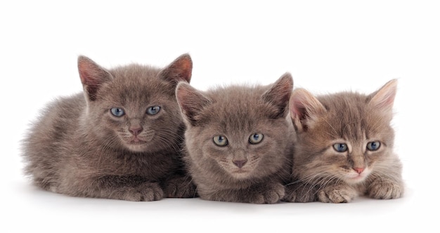 Trois bébés chatons