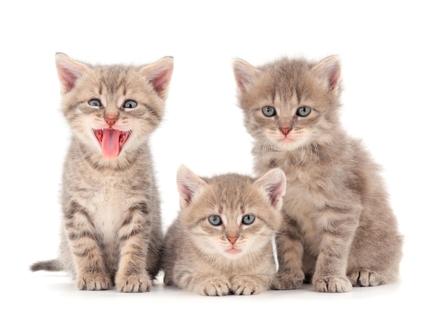 Trois bébés chatons