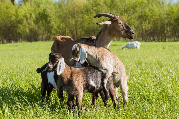 Trois Bébés Chèvres Avec Mère Debout Sur Pelouse Verte