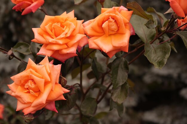 Photo trois belles roses orange sur une branche vue rapprochée arrière-plan floral rose délicate