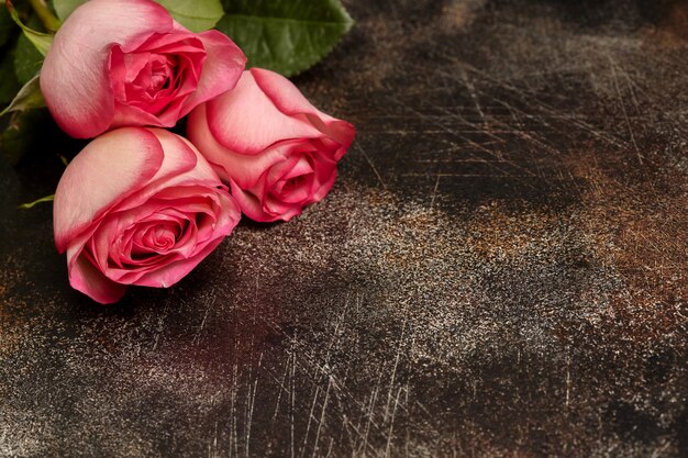 Trois belles roses roses sur mur marron