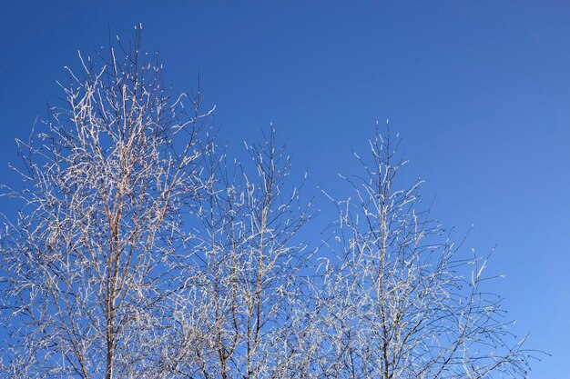 Trois bouleaux d'hiver givré avec ciel bleu