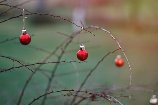 Trois boules rouges de Noël sur une branche dans le jardin d'arrière-cour