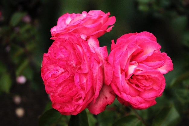 Trois bourgeons de roses roses délicates se prélassent au soleil du début de l'été