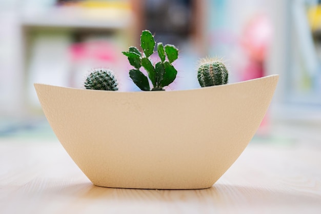 Trois cactus dans un pot en argile dans la chambre