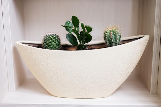 Trois cactus dans un pot en argile dans la chambre
