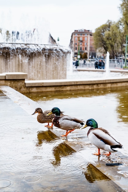 Trois canards buvant de l'eau de la fontaine