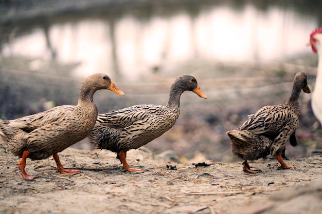 Trois canards marchent sur le sol.