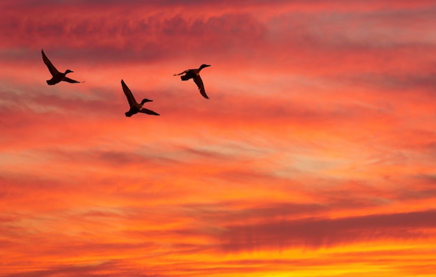 Trois canards volants contre le déclin