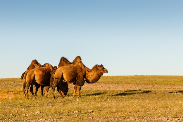 Trois chameaux à deux bosses