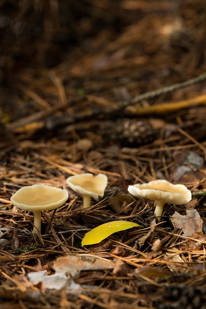 Trois champignons dans une forêt défrichant une feuille jaune