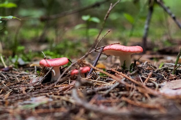 Trois Champignons Rouges Dans La Forêt Se Bouchent