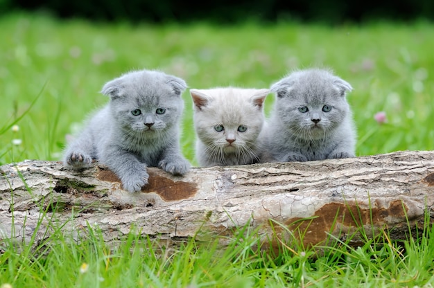 Trois chaton gris dans l'herbe verte