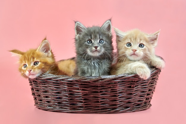 Trois chatons Maine coon en panier, couleur crème, rouge et gris. Chats mignons de race à poil court sur fond rose. Chatons attrayants aux cheveux roux, beiges et gris de la nouvelle portée.