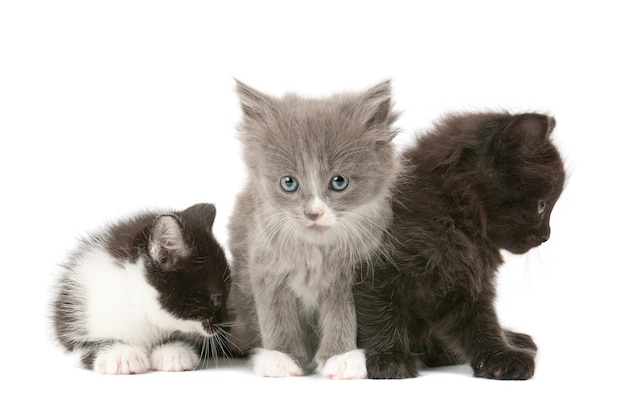 Trois chatons moelleux isolés sur fond blanc