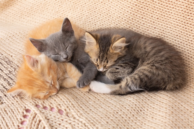 Trois chatons tigrés mignons sur une couverture tricotée. Animal domestique.