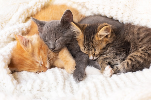 Trois chatons tigrés mignons dormant et étreignant sur une écharpe tricotée blanche.