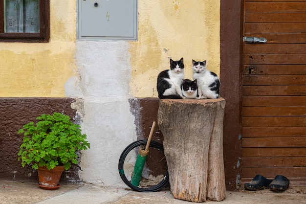 Trois chats assis sur une souche en bois près du mur