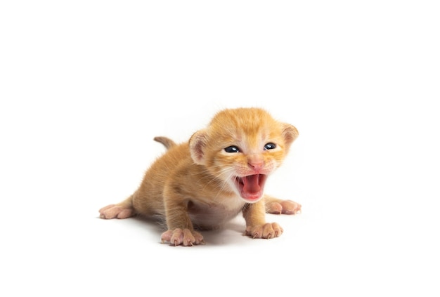 Trois chats mère et enfant photo isolé sur fond blanc