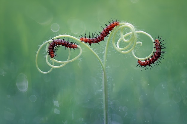 Photo trois chenilles sur la tige