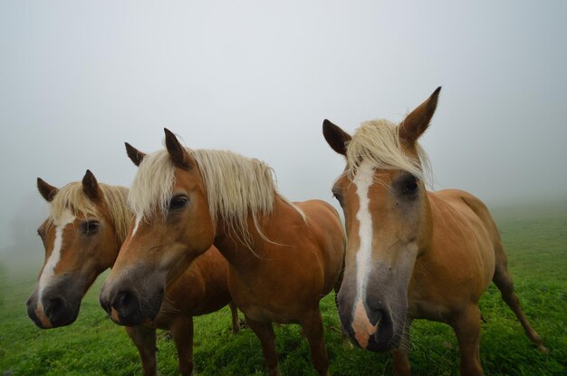 Trois chevaux blonds