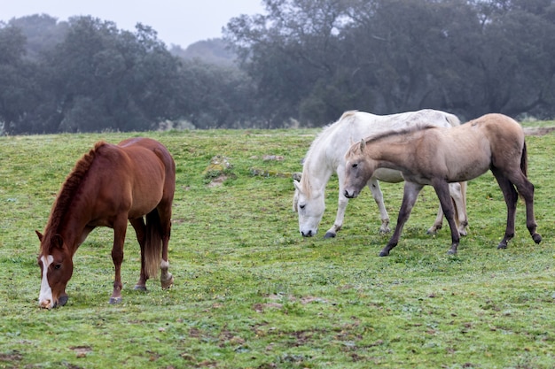 Trois chevaux dans un jour brumeux