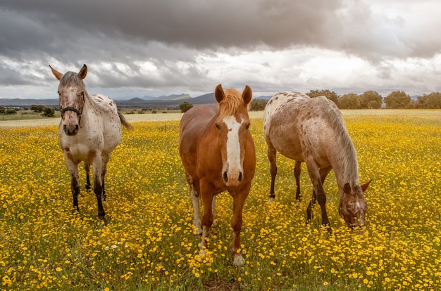 Trois chevaux dans une journée ensoleillée