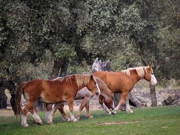 Trois chevaux dans un pâturage près d'Arroyo de la Luz. Espagne.